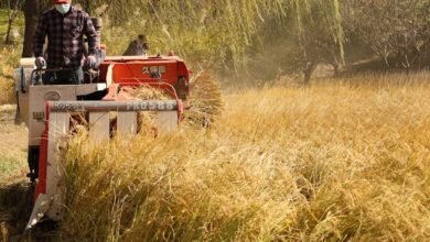 dewulf harvester model d-7146